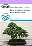 SAFLAX - Bonsai - Chinesischer Wacholder - 30 Samen - Freilandbonsai - Juniperus chinensis