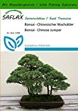 SAFLAX - Bonsai - Chinesischer Wacholder - 30 Samen - Mit Substrat - Juniperus chinensis