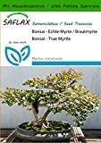 SAFLAX - Bonsai - Echte Myrte / Brautmyrte - 30 Samen - Mit Substrat - Myrtus communis