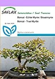 SAFLAX - Bonsai - Echte Myrte / Brautmyrte - 30 Samen - Zimmerbonsai - Myrtus communis