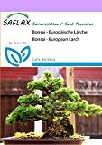 SAFLAX - Bonsai - Europäische Lärche - 75 Samen - Freilandbonsai - Larix decidua