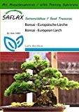 SAFLAX - Bonsai - Europäische Lärche - 75 Samen - Mit Substrat - Larix decidua