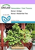 SAFLAX - Bonsai - Ginkgo - 4 Samen - Freilandbonsai - Ginkgo biloba