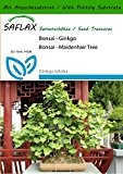 SAFLAX - Bonsai - Ginkgo - 4 Samen - Mit Substrat - Ginkgo biloba
