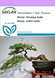 SAFLAX - Bonsai - Himalaya Zeder - 35 Samen - Freilandbonsai - Cedrus deodara