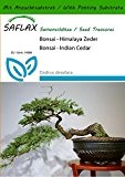 SAFLAX - Bonsai - Himalaya Zeder - 35 Samen - Mit Substrat - Cedrus deodara