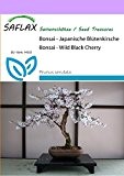 SAFLAX - Bonsai - Japanische Blütenkirsche - 30 Samen - Freilandbonsai - Prunus serulata
