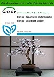 SAFLAX - Bonsai - Japanische Blütenkirsche - 30 Samen - Mit Substrat - Prunus serulata