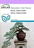 SAFLAX - Bonsai - Libanon Zeder - 20 Samen - Freilandbonsai - Cedrus libani
