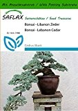 SAFLAX - Bonsai - Libanon Zeder - 20 Samen - Mit Substrat - Cedrus libani