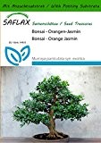 SAFLAX - Bonsai - Orangen-Jasmin - 12 Samen - Mit Substrat - Murraya paniculata syn. exotica