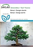 SAFLAX - Bonsai - Orangen-Jasmin - 12 Samen - Zimmerbonsai - Murraya paniculata syn. exotica