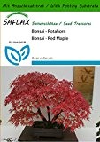 SAFLAX - Bonsai - Rotahorn - 20 Samen - Mit Substrat - Acer rubrum