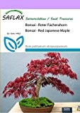 SAFLAX - Bonsai - Roter Fächerahorn - 20 Samen - Freilandbonsai - Acer palmatum atropurpureum