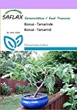 SAFLAX - Bonsai - Tamarinde - 4 Samen - Zimmerbonsai - Tamarindus indica