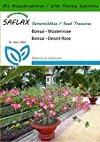 SAFLAX - Bonsai - Wüstenrose - 8 Samen - Mit Substrat - Adenium obesum