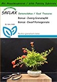 SAFLAX - Bonsai - Zwerg-Granatapfel - 50 Samen - Mit Substrat - Punica granatum nana