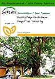 SAFLAX - Buddha-Feige / Bodhi-Baum - 100 Samen - Mit Substrat - Ficus religiosa