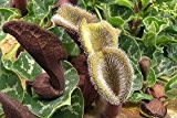 SAFLAX - Chilenische Gespensterpflanze (Aristolochia chilensis) - 10 Samen