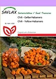 SAFLAX - Chili - Gelbe Habanero - 10 Samen - Capsicum chinense