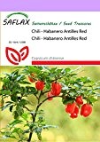 SAFLAX - Chili - Habanero Antilles Red - 10 Samen - Capsicum chinense