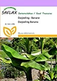 SAFLAX - Darjeeling - Banane - 5 Samen - Winterhart - Musa sikkimensis