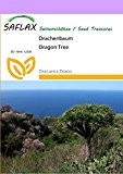 SAFLAX - Drachenbaum - 5 Samen - Dracaena Draco