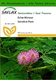 SAFLAX - Echte Mimose - 70 Samen - Mit Substrat - Mimosa pudica