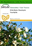 SAFLAX - Echte Myrte - Brautmyrte - 30 Samen - Mit Substrat - Myrtus communis