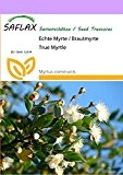 SAFLAX - Echte Myrte - Brautmyrte - 30 Samen - Myrtus communis