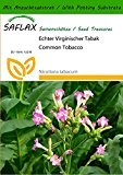 SAFLAX - Echter Virginischer Tabak - 250 Samen - Mit Substrat - Nicotiana tabacum