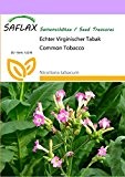 SAFLAX - Echter Virginischer Tabak - 250 Samen - Nicotiana tabacum