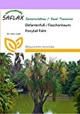 SAFLAX - Elefantenfuß / Flaschenbaum - 10 Samen - Beaucarnea recurvata
