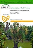 SAFLAX - Elefantenfuß / Flaschenbaum - 10 Samen - Mit Substrat - Beaucarnea recurvata
