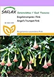 SAFLAX - Engelstrompete / Pink - 10 Samen - Brugmansia suaveolens Pink