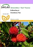 SAFLAX - Erdbeerbaum - 50 Samen - Arbutus unedo