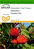 SAFLAX - Erdbeerbaum - 50 Samen - Mit Substrat - Arbutus unedo