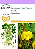 SAFLAX - Erdnuß - 8 Samen - Arachis hypogaea