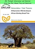 SAFLAX - Garden to Go - Afrikanischer Affenbrotbaum - 6 Samen - Adansonia digitata