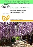 SAFLAX - Garden to Go - Afrikanischer Blauregen - 10 Samen - Bolusanthus africanus