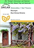 SAFLAX - Garden to Go - Blauregen - 4 Samen - Wisteria sinensis