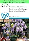 SAFLAX - Garden to Go - Bonsai - Afrikanischer Blauregen - 15 Samen - Bolusanthus speciosus