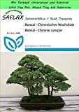 SAFLAX - Garden to Go - Bonsai - Chinesischer Wacholder - 30 Samen - Juniperus chinensis