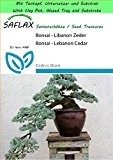 SAFLAX - Garden to Go - Bonsai - Libanon Zeder - 20 Samen - Cedrus libani
