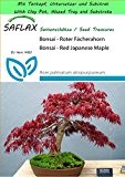 SAFLAX - Garden to Go - Bonsai - Roter Fächerahorn - 20 Samen - Acer palmatum atropurpureum