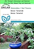 SAFLAX - Garden to Go - Bonsai - Tamarinde - 4 Samen - Tamarindus indica