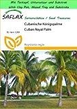 SAFLAX - Garden to Go - Cubanische Königspalme - 8 Samen - Roystonia regia