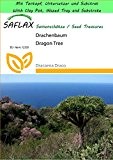 SAFLAX - Garden to Go - Drachenbaum - 5 Samen - Dracaena Draco