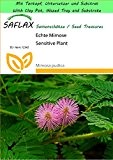 SAFLAX - Garden to Go - Echte Mimose - 70 Samen - Mimosa pudica