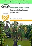 SAFLAX - Garden to Go - Elefantenfuß / Flaschenbaum - 10 Samen - Beaucarnea recurvata